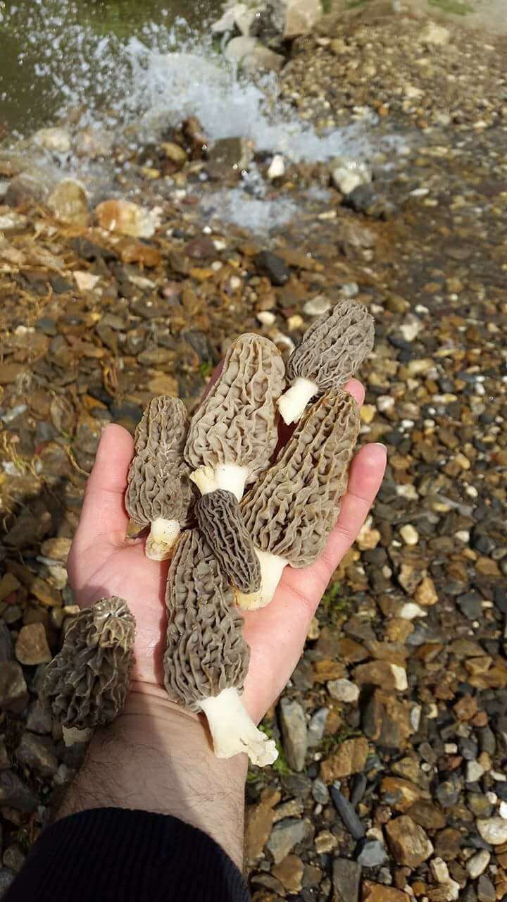 Kuzugöbeğinin Fiyatı Gram Altınla Yarışıyor 2